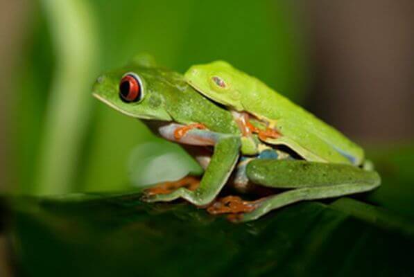 selva_bananito_red-eyed_leaf_frog.jpg