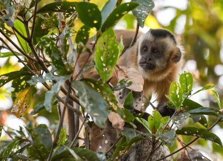 affe-azara-kapuziinercsouthwild-pantanal-3.jpg
