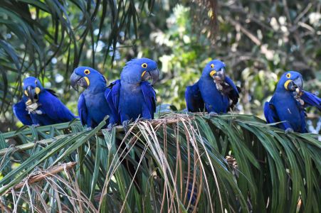 ara-hyazinthcporto-jofre-pantanal-5.jpg