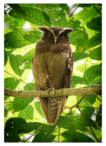 crested-owl.jpg
