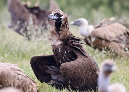 Mönchsgeier aus dem Hide