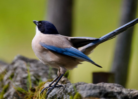 Blauelster