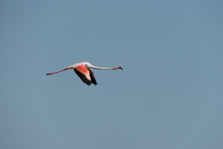 flamingo_4.jpg