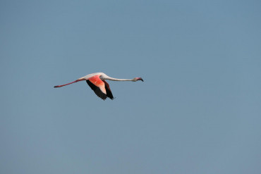 flamingo_4.jpg