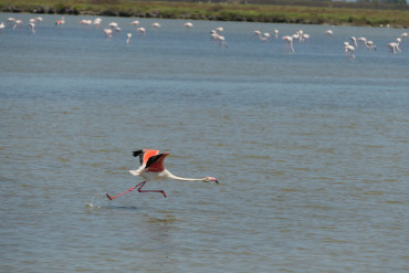 flamingo_7.jpg
