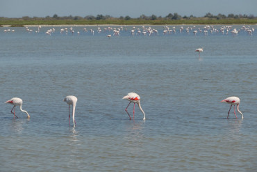 flamingo_.jpg