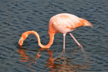 flamingocn.kreidenweis.jpeg