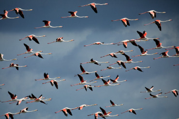 flamingos-flug-vielecclaude-peffer.jpg