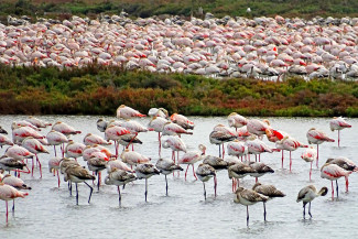 flamingoscp.sigmund-toegel.jpg