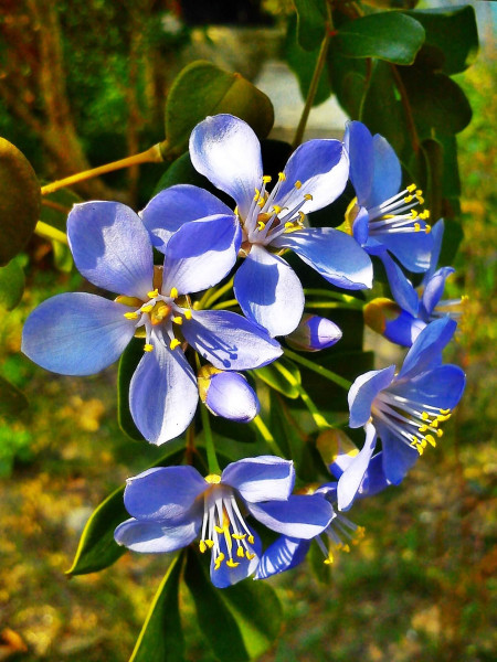 flowers-guayacan-pixabay.jpg