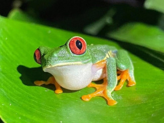 frosch-laub-rotaugen.jpg