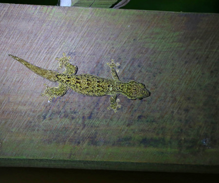 gecko-rubenschwanz.jpg