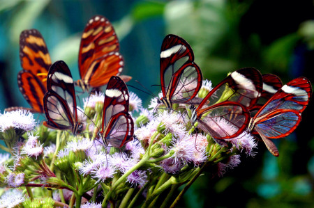 glass_butterflies.jpg