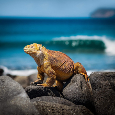 iguana-3500924_1920.jpg