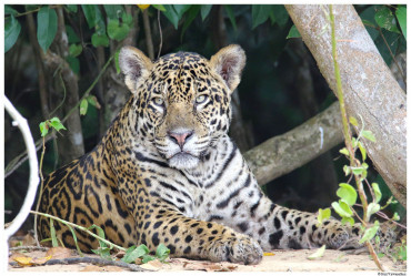 jaguar_hariviswanathan..jpg
