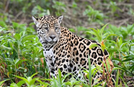 jaguarcporto-jofre-pantanal-6.jpg