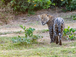 jaguarpiuval-pantanal-7-2.jpg