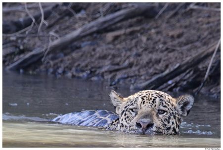 jaguarschwimmt_hariviswanathan..jpg