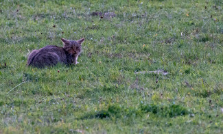katze-wild-europaischcdina_riano-1.jpg
