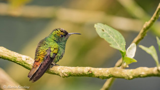 kolibri-_elvirabronzekopf_martinkersting.jpg