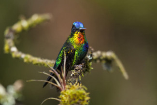 kolibri-feuerkehl.jpg