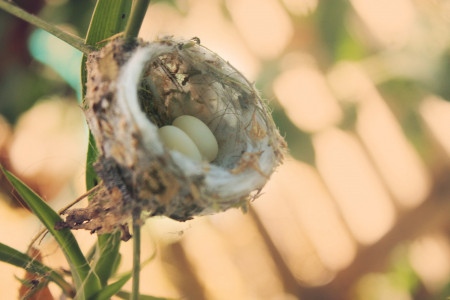 kolibri-nest-eipixabay.jpg