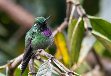 kolibri-purpurbrust-kolibri-mcdina_mindo-43.jpg