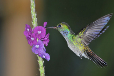 kolibri-schmuckamazilien.kreidenweisjpg.jpg