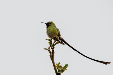 kolibri-schwarzschwanzssylphecdina_cotopaxi-9.jpg