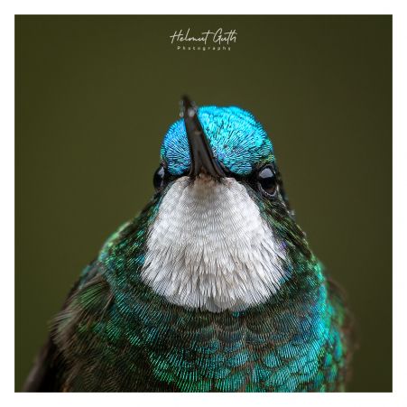 kolibri-weisskehlnymphe-mchelmut-guth.jpg