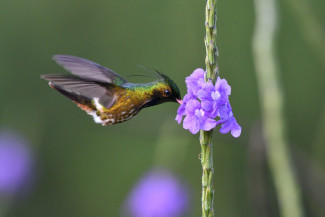 kolibri-zierelfemale_katjaconnyhornung.jpg