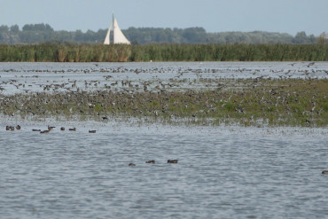 lauwersmeer-landschaft-birds-segelnl.jpg