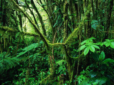 monteverde-nebelwald.jpg