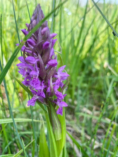 orchidee-knabenkraut-fleischfarbenescdina_bodensee-2.jpg