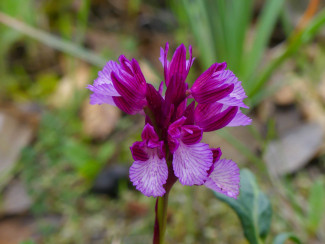 orchidee-orchis-papilionacea-knabenkraut-schmetterlings-2cchristafrank-calatrava-nueva.jpg