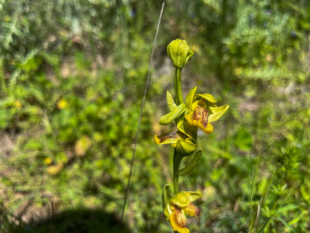 orchidee-ragwurz-gelbercdina_trujillo-1.jpg