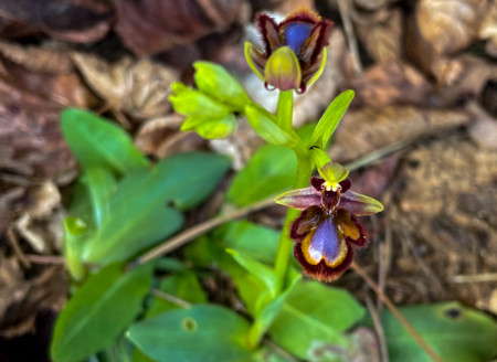 orchidee-ragwurz-spiegelcdina_madrid.jpg