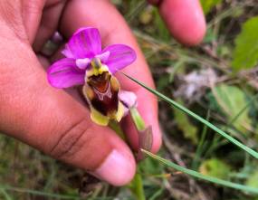 orchidee-ragwurz-wespencdina_trujillo-10.jpg