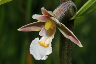 orchidee-sumpf_stendelwurzcn.kreidenweiss.jpg