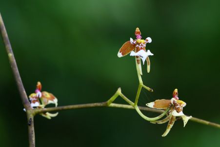 orchideen-ciris_baumgartner.jpg