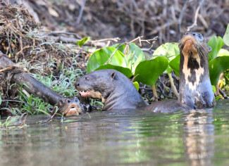 otter-riesencporto-jofre-pantanal-4.jpg