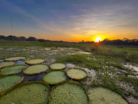 pantanal-norteporto-jofre-panztanal.jpg