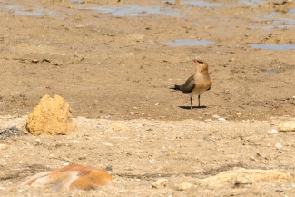pratincole_apr_24_2024-1-2.jpg