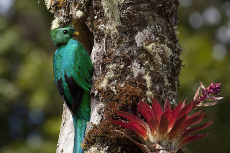 quetzal-am_nest.jpg