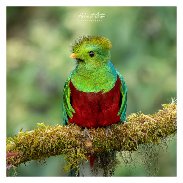 quetzal-m-chelmut-guth.jpg