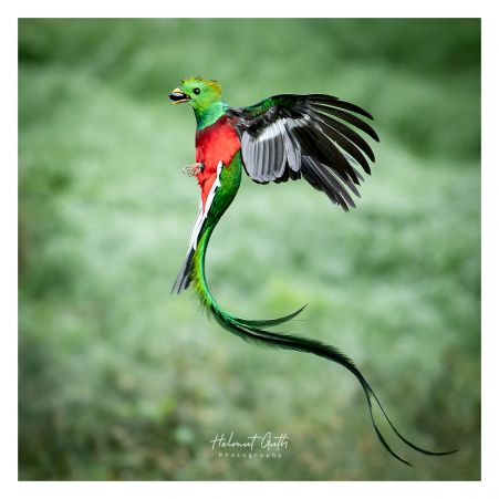 quetzal-m3chelmut-guth.jpg