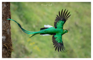 quetzal-mchelmut-guth-2.jpg