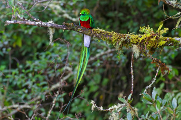 quetzal1.ciris_baumgartner.jpg