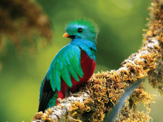 quetzal_cata.jpg