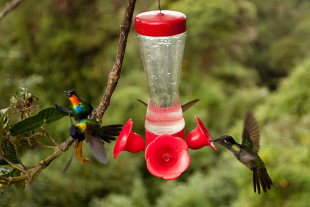 quetzal_paradise_hummingbird_garden.jpg